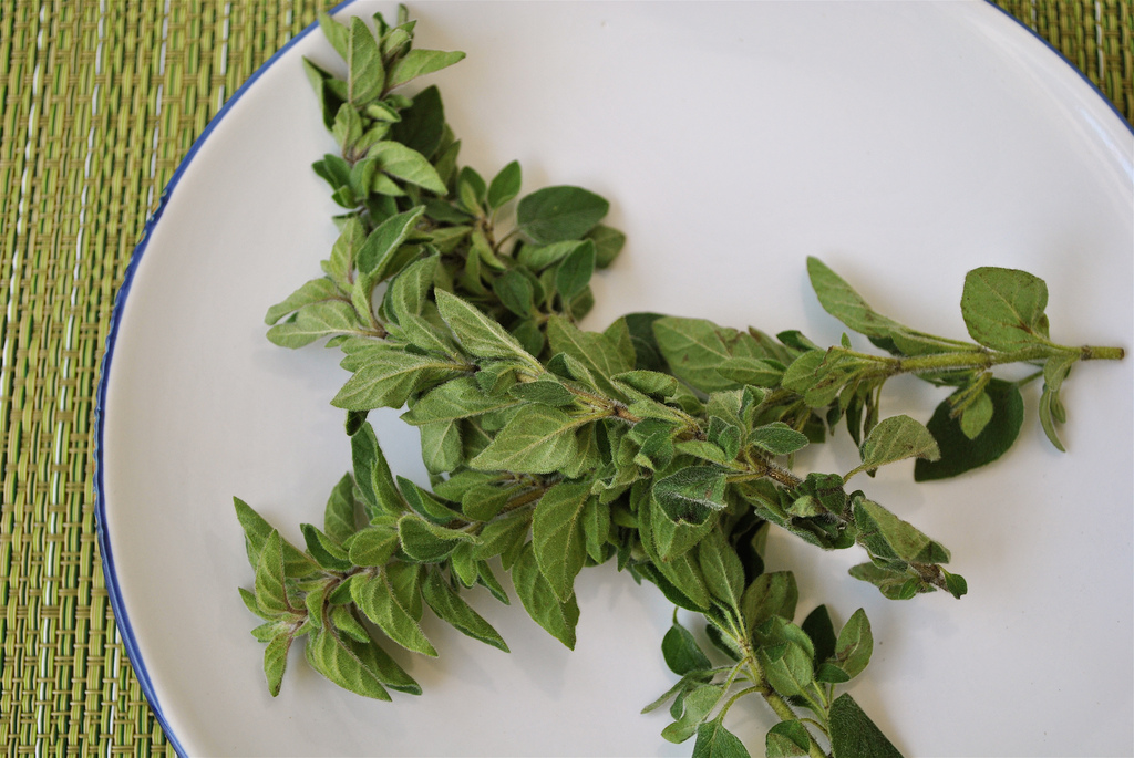 How to Dry Oregano for SummerFresh Flavor YearRound Garden and Happy