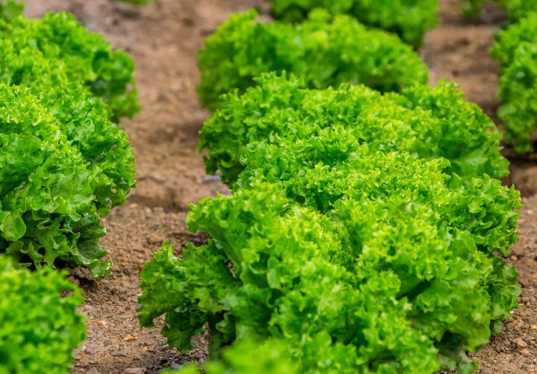 15 of the Best Lettuce Varieties to Grow for Backyard Gardeners ...