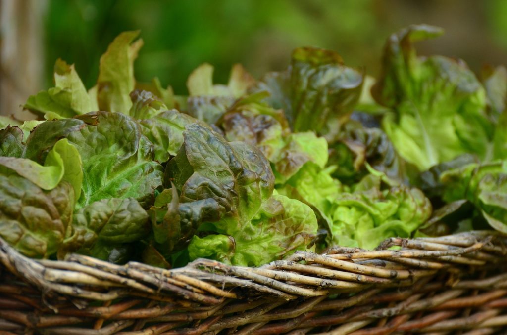 15 of the Best Lettuce Varieties to Grow for Backyard Gardeners ...
