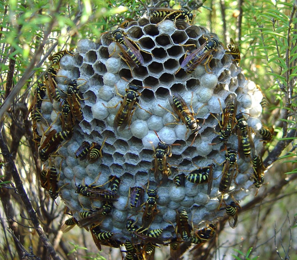 What is a Paper Wasp? And How Can I Get Rid of Them? Garden and Happy
