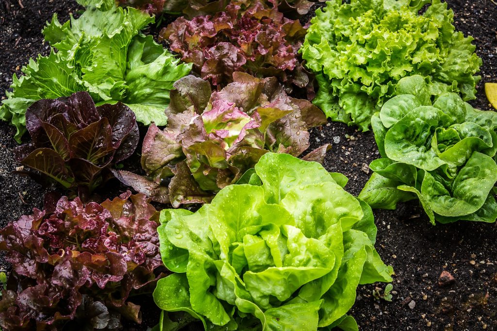 15 of the Best Lettuce Varieties to Grow for Backyard Gardeners ...