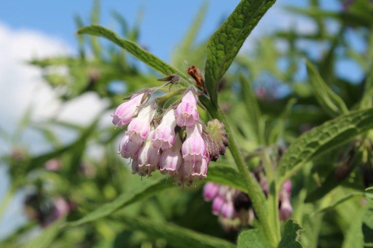 Everything You Need to Know About the Amazing Comfrey Plant Garden