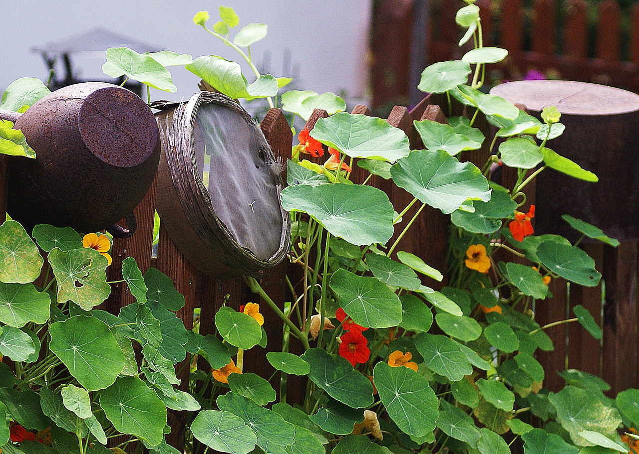 14 Great Reasons Why You Need Nasturtiums in Your Garden, Today