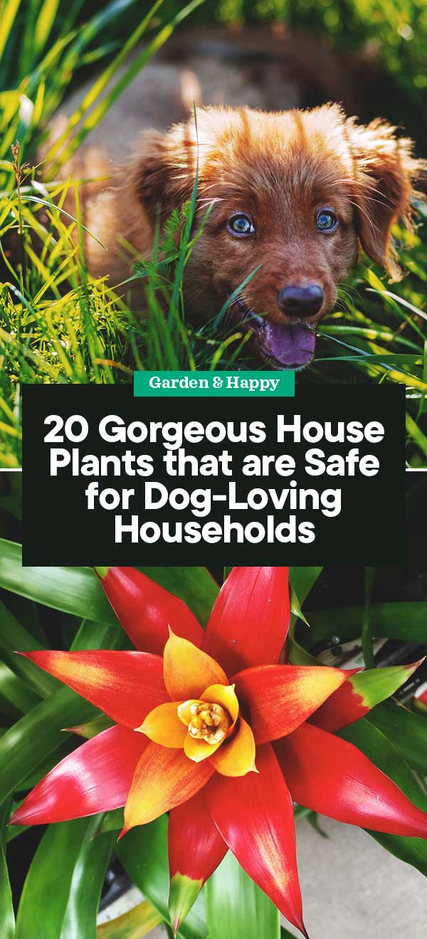 20 House Plants that are Safe for DogLoving Households