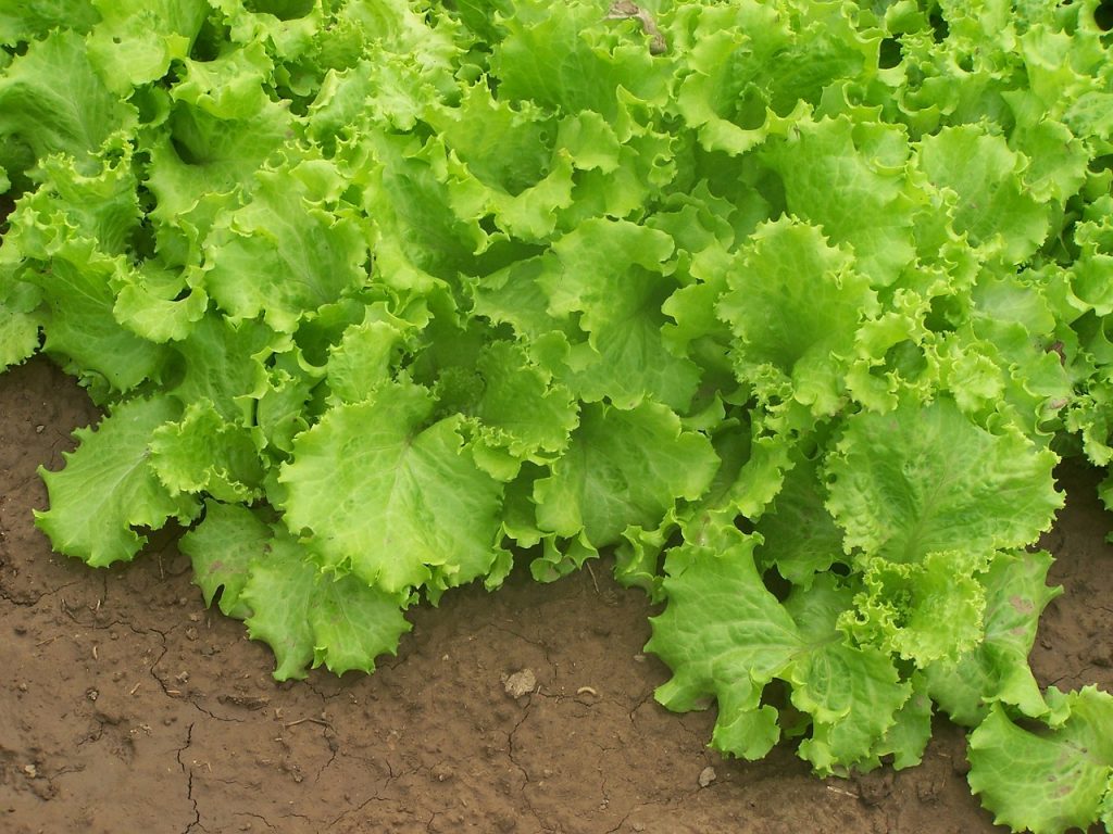 17 of the Best Vegetables for Your Raised Bed Garden Garden and Happy