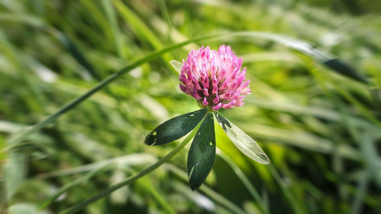 Red Clover Plant One of the Most Beneficial Nitrogen