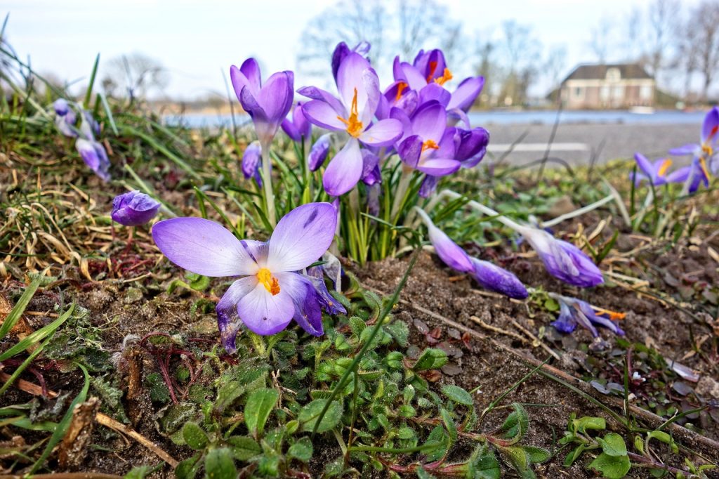 A Definitive Guide on How to Grow Saffron Crocuses Garden and Happy