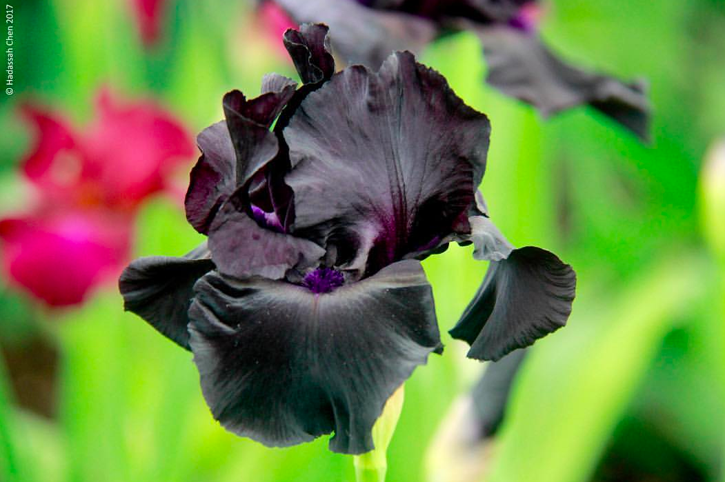20 Stunning Black Flowers Morticia Addams Would Love Garden and Happy