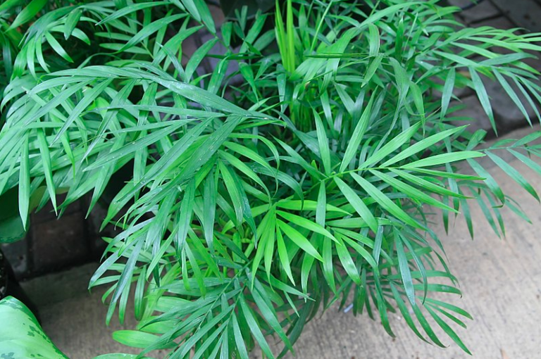 How to Grow a Beautiful Parlor Palm Tree in Your Own Home Garden and