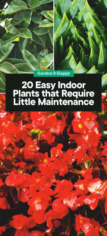 20 Easy Indoor Plants that Require Little Maintenance Garden and Happy