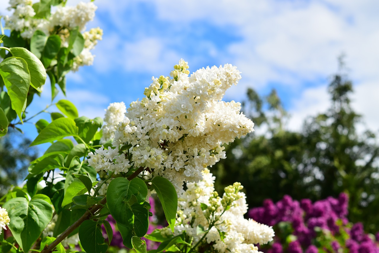 9 Helpful Tips for Growing a Beautiful Lilac Tree at Home Garden and
