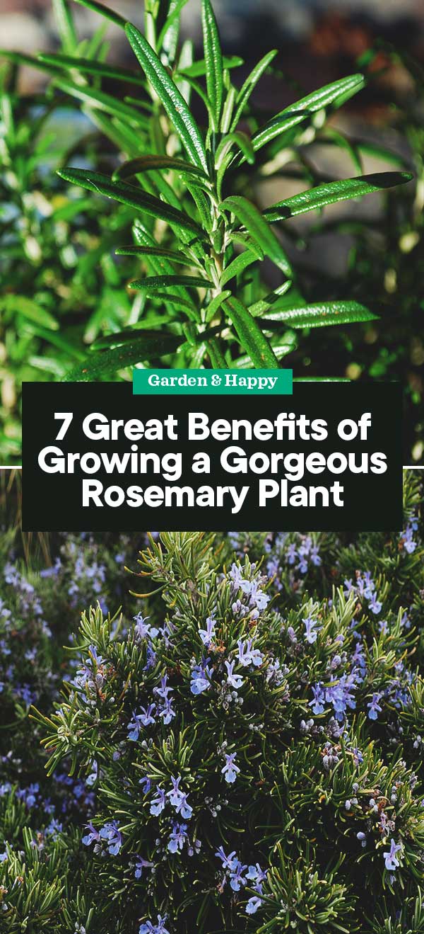 7 Great Benefits of Growing a Rosemary Plant Garden and Happy