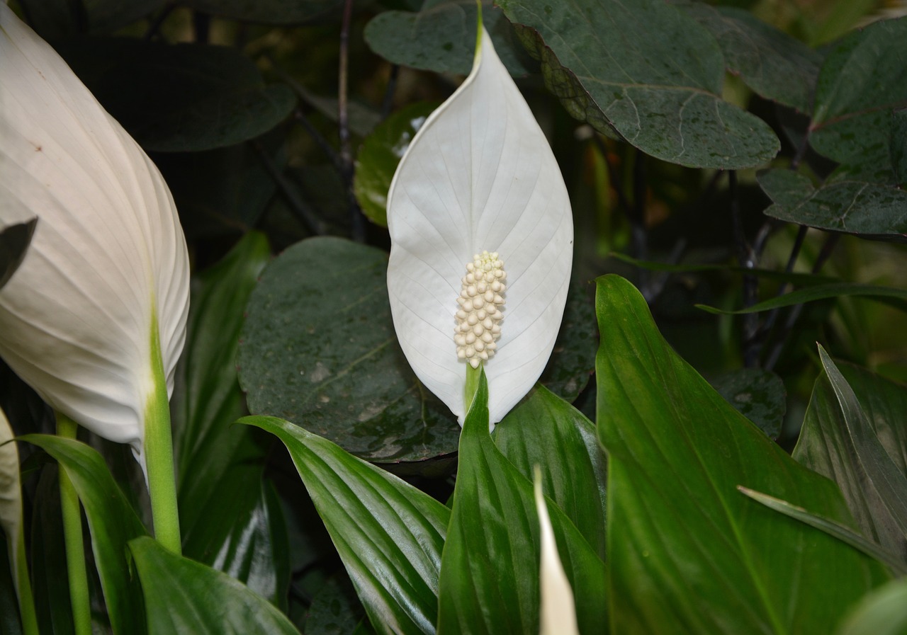 Spathy A Horticulture Expert's Guide to Growing a Spathiphyllum Peace Lily ...