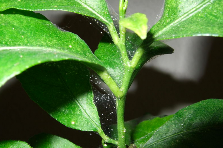 15 Plants Susceptible to Spider Mites (and How to Keep Them Safe