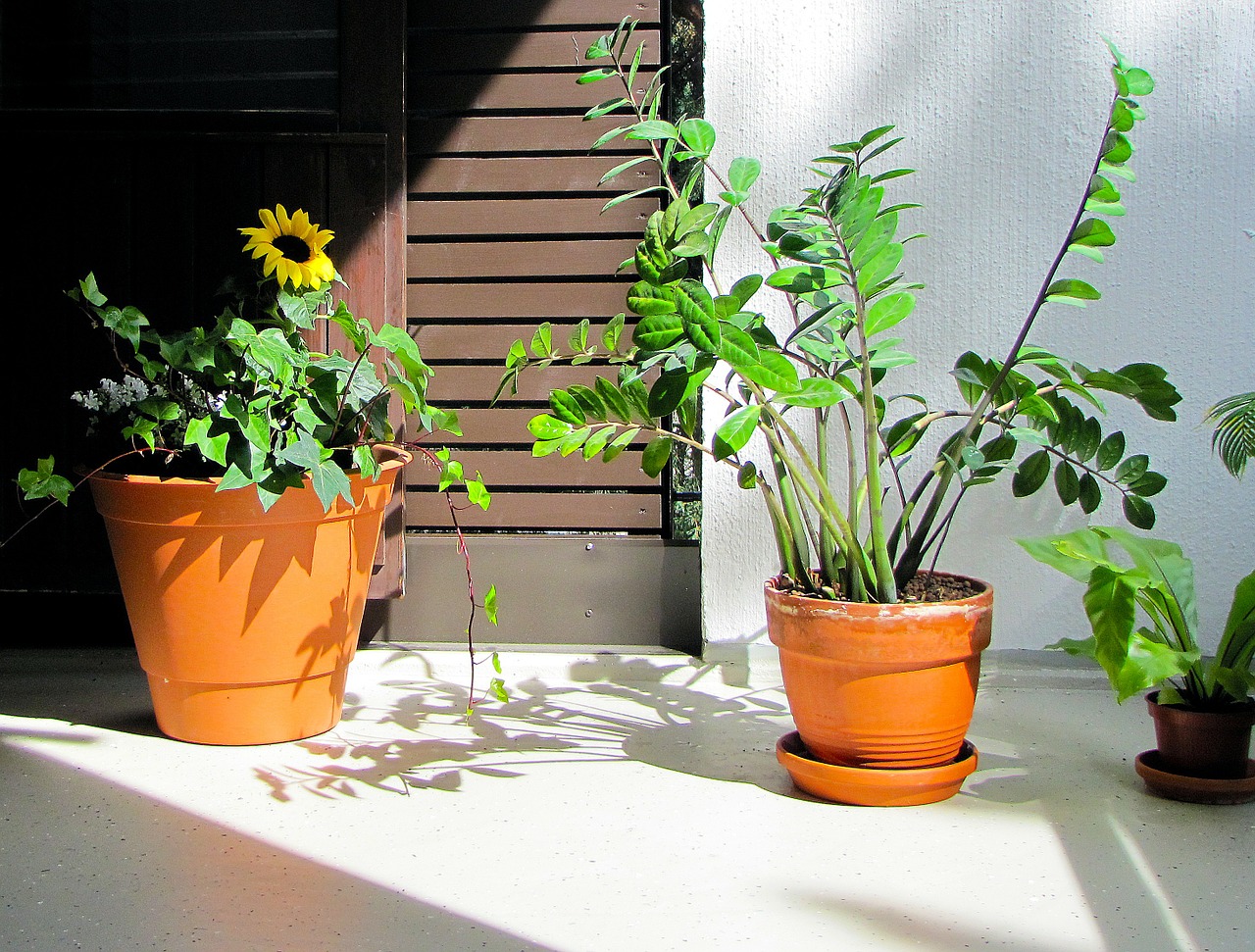25 of the Best Bathroom Plants That Thrive in Humid Spaces - Garden and ...