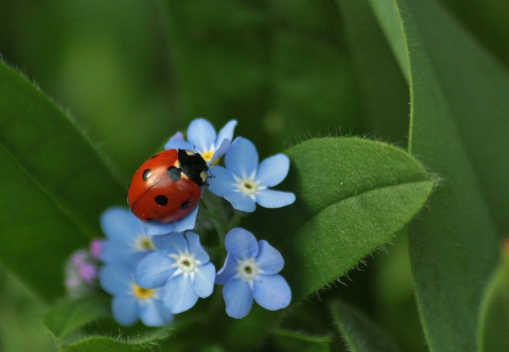 Why Introducing Baby Ladybugs will Improve Your Garden Immediately