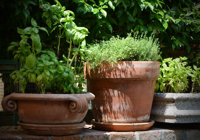 17 Plants for a Perfect Patio Herb Garden - Garden and Happy