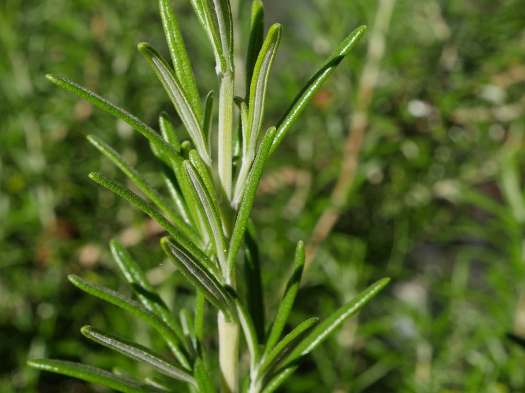 7 Great Benefits of Growing a Rosemary Plant Garden and Happy