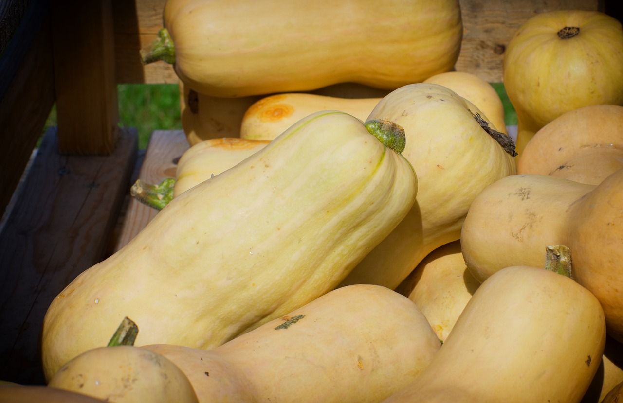 A Gardener's Complete Guide to Growing Spaghetti Squash Garden and Happy