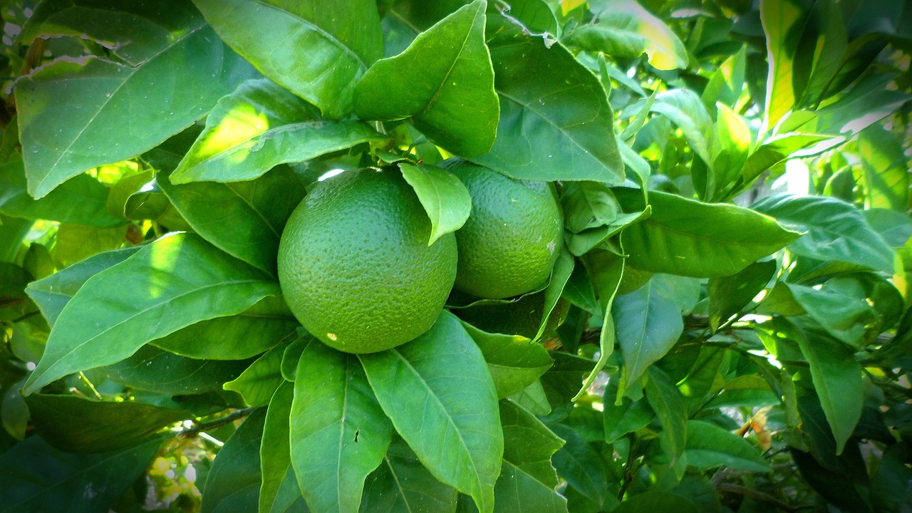 12 Best Container Fruit Trees from the Everyday to the Exotic Garden