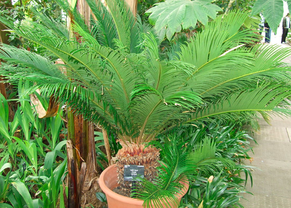 A Comprehensive Sago Palm Growing and Care Guide Garden and Happy