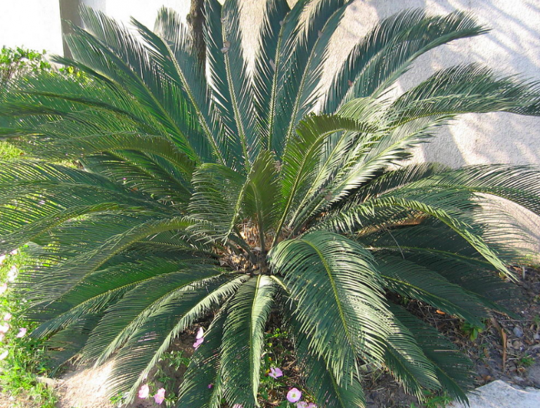 A Comprehensive Sago Palm Growing and Care Guide Garden and Happy