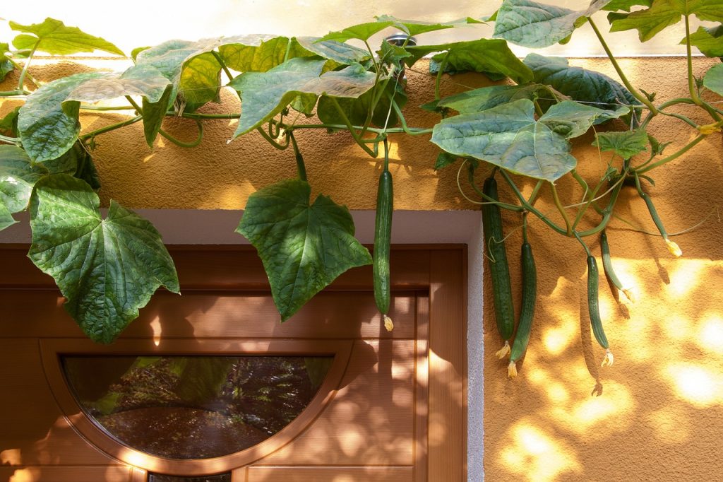 12 Climbing Vegetables that will Thrive when Trained up Garden Walls