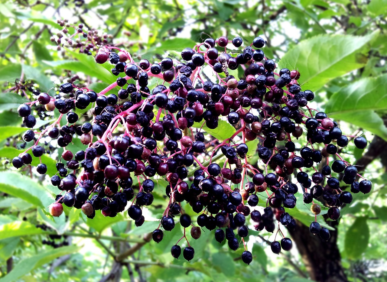 A Step by Step Guide to Brewing Your Own Elderberry Wine Garden and Happy
