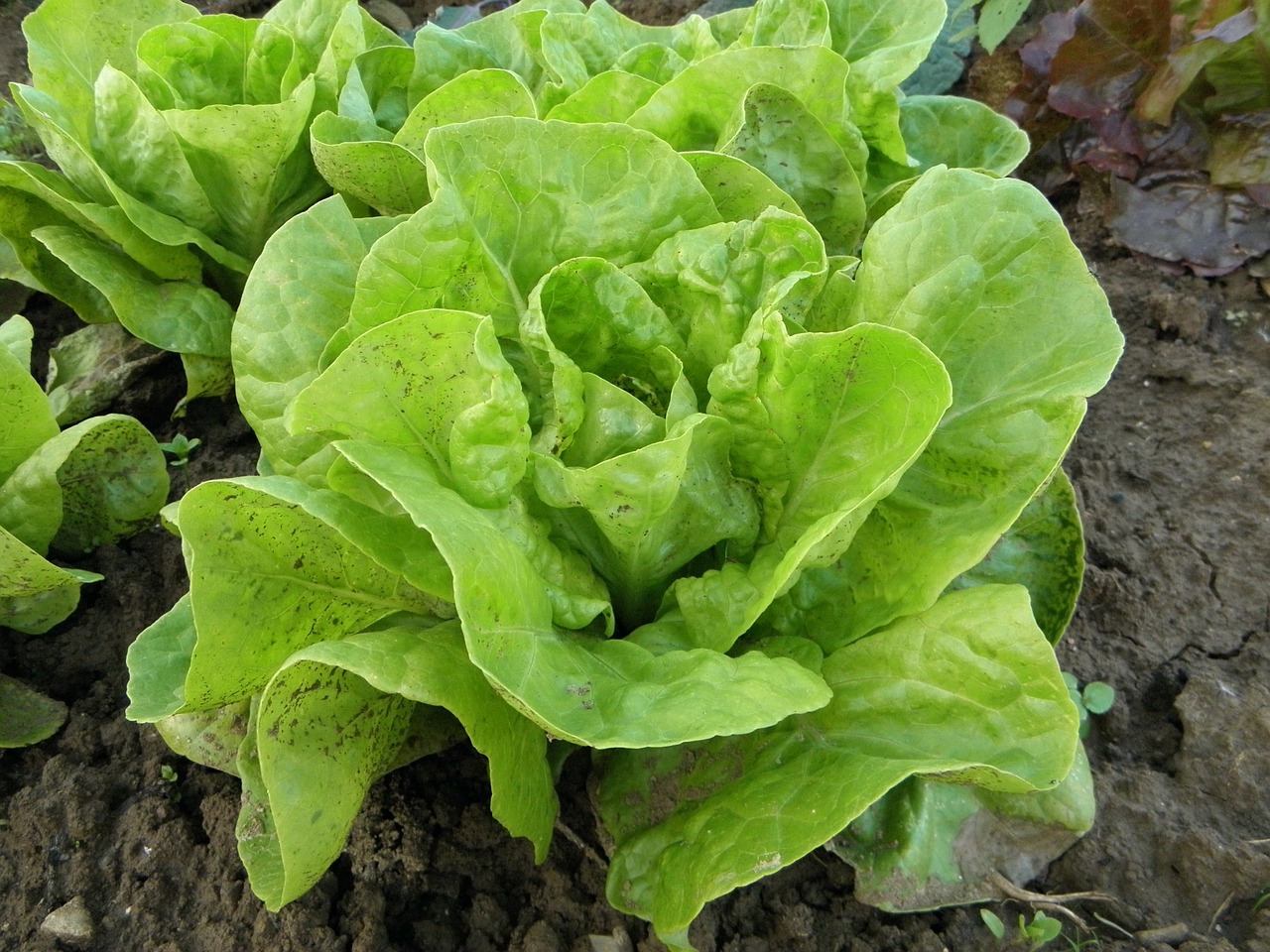 The Easiest Way to Start Growing Lettuce Indoors Garden and Happy