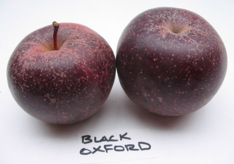 22 of the Best Heirloom Apples Available to Grow Today Garden and Happy