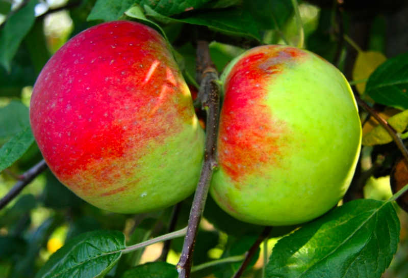 22 of the Best Heirloom Apples Available to Grow Today Garden and Happy