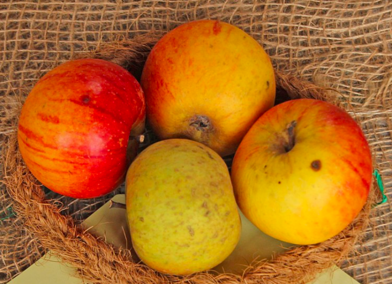 22 of the Best Heirloom Apples Available to Grow Today Garden and Happy
