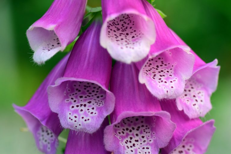 20 Beautiful Yet Poisonous Flowers You Should Only Plant With Caution 