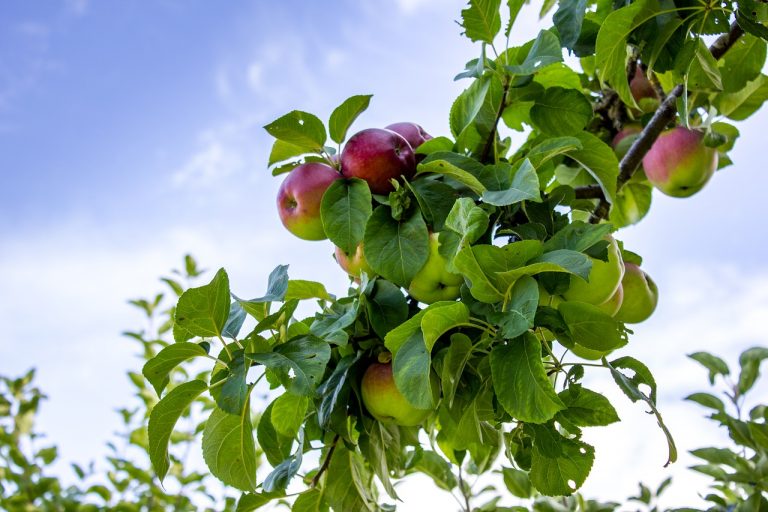 22 of the Best Heirloom Apples Available to Grow Today Garden and Happy