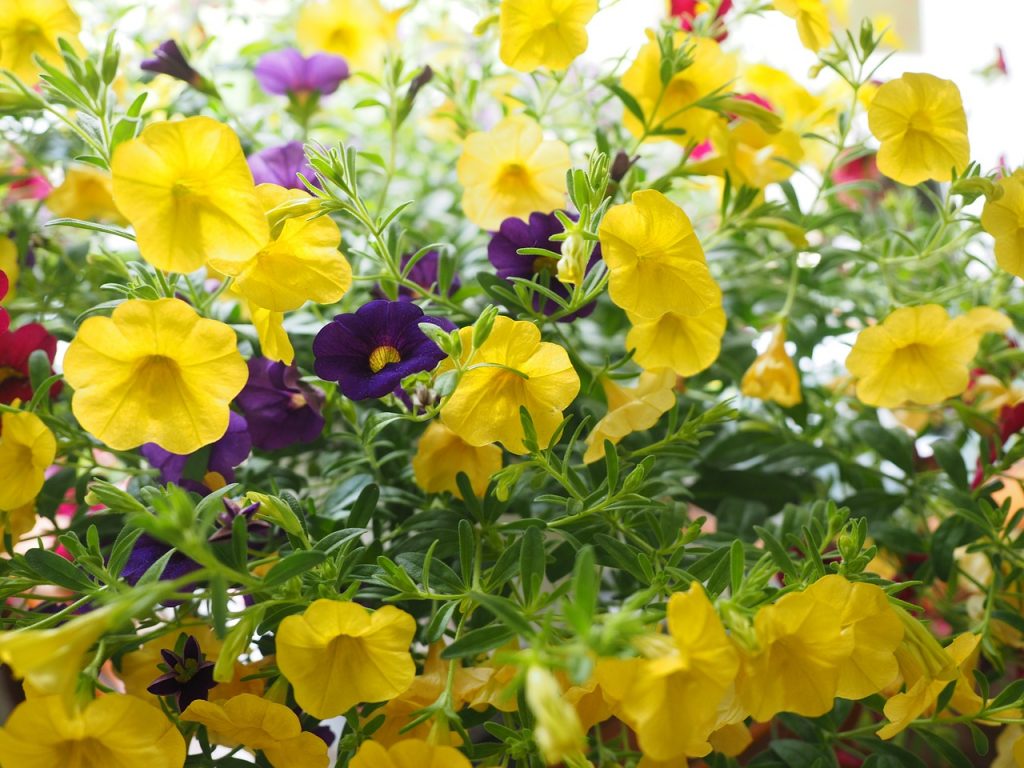 The 20 Best Flowers for Full Sun Container Gardens Garden and Happy