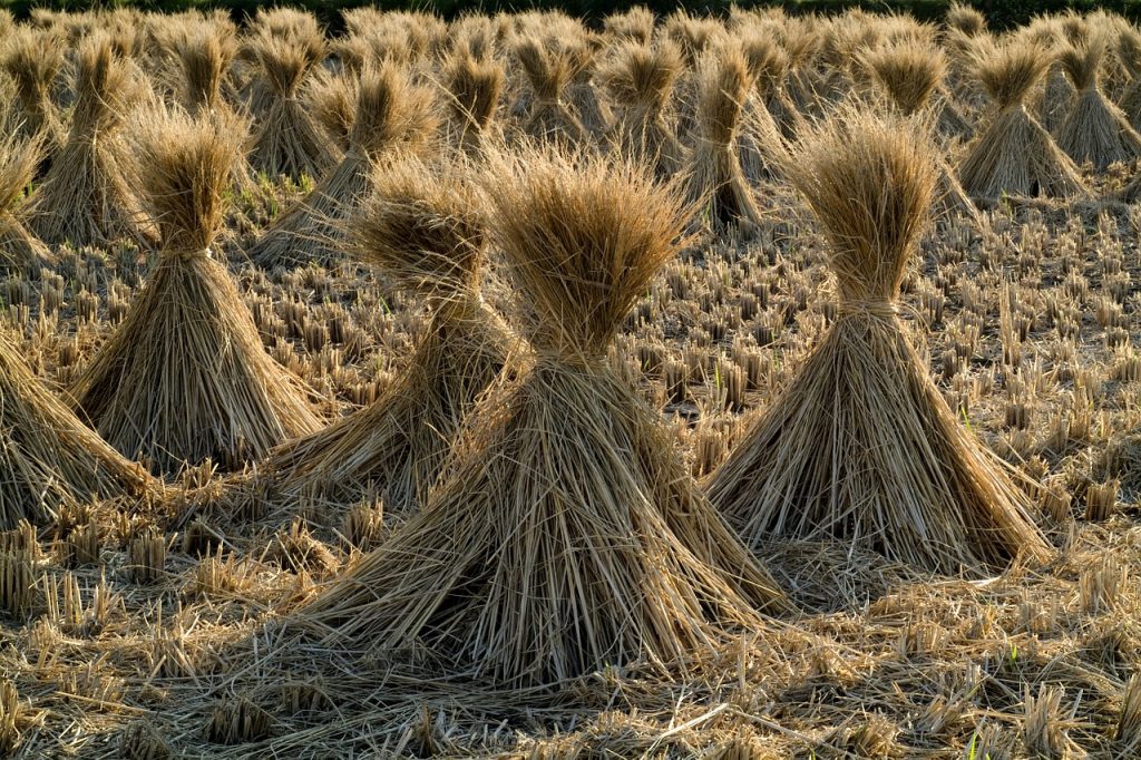 Using Straw vs Hay in the Garden Which is Ideal for What Purpose