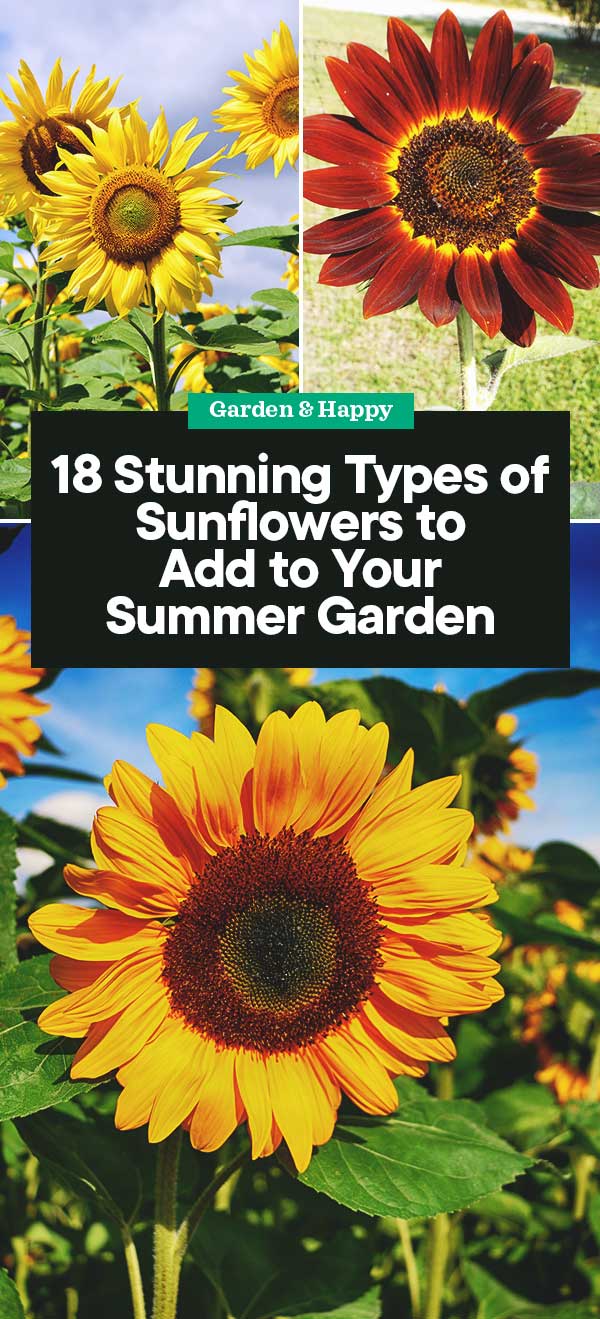 18 Stunning Types of Sunflowers to Add to Your Summer Garden Garden