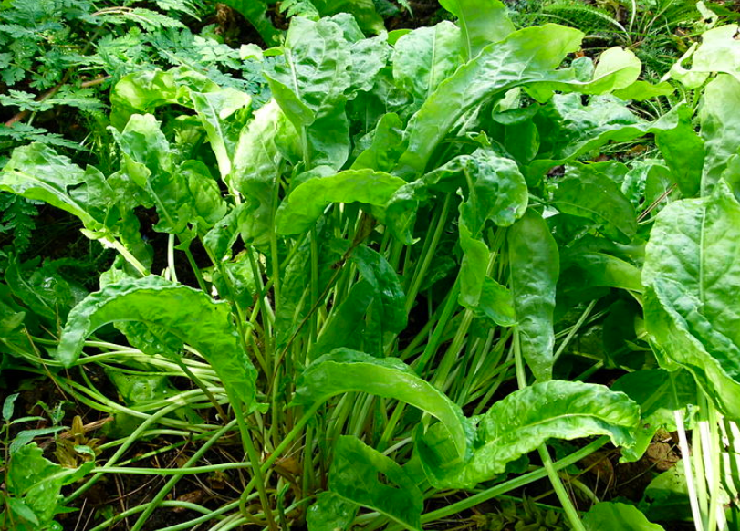 Sorrell An Easy Guide to Growing Perennial Sorrel Plants - Garden and Happy