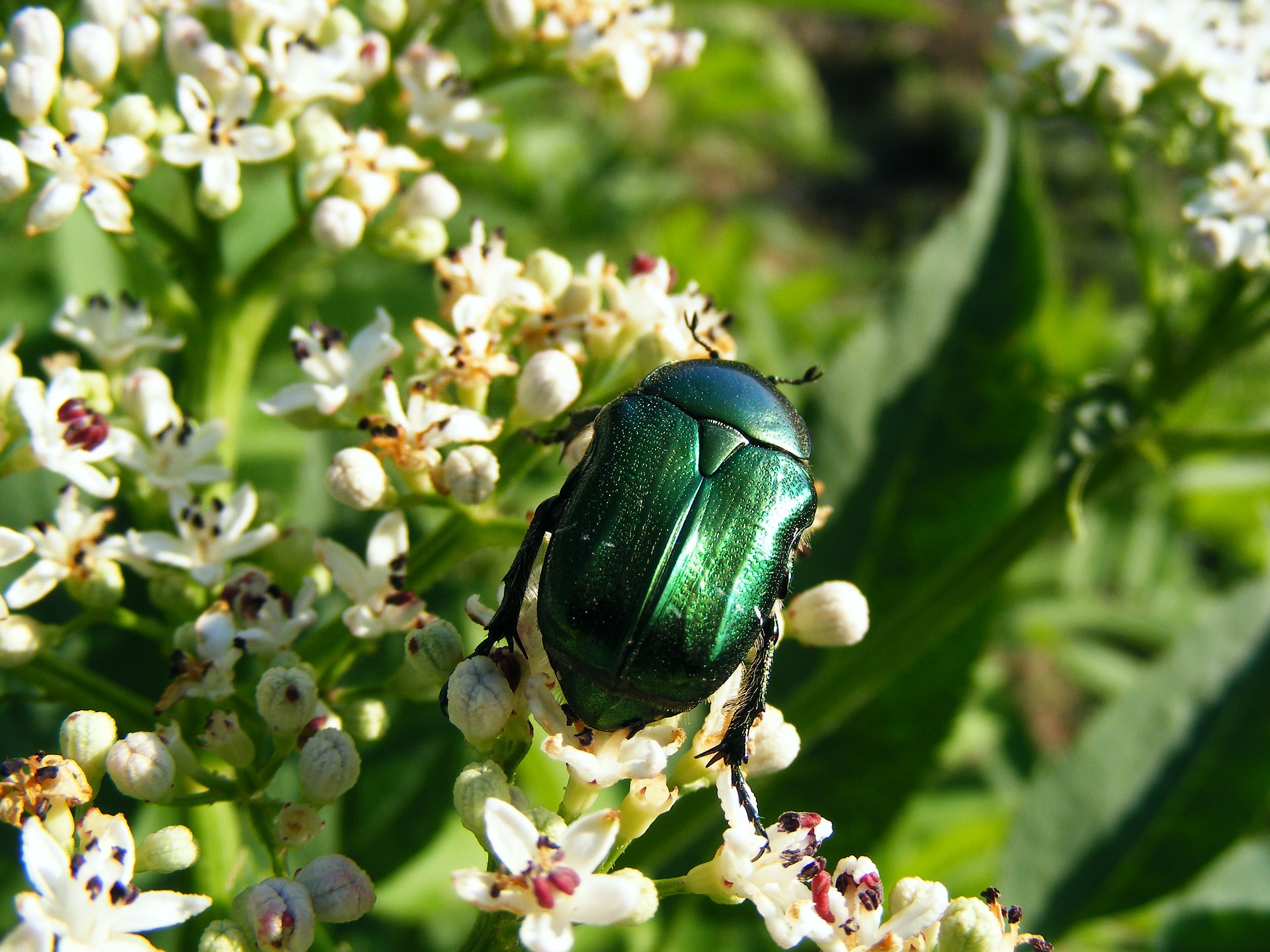 Why June Bugs Are Beneficial To The Garden And You Shouldn t Get Rid Of