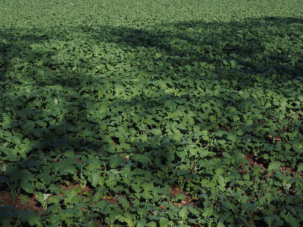 How to Use Green Manure to Improve Soil Fertility Garden and Happy