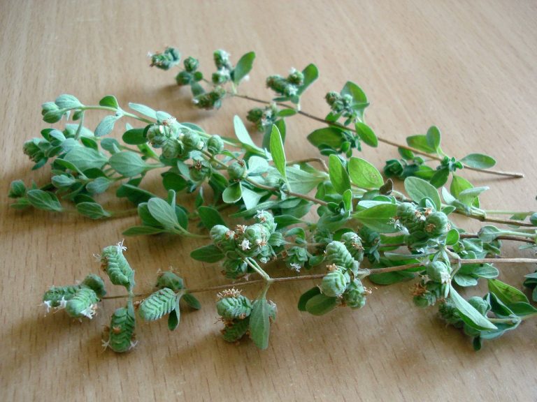 Keep Your Oregano Plant Healthy and Happy for Years with These 4 Tips