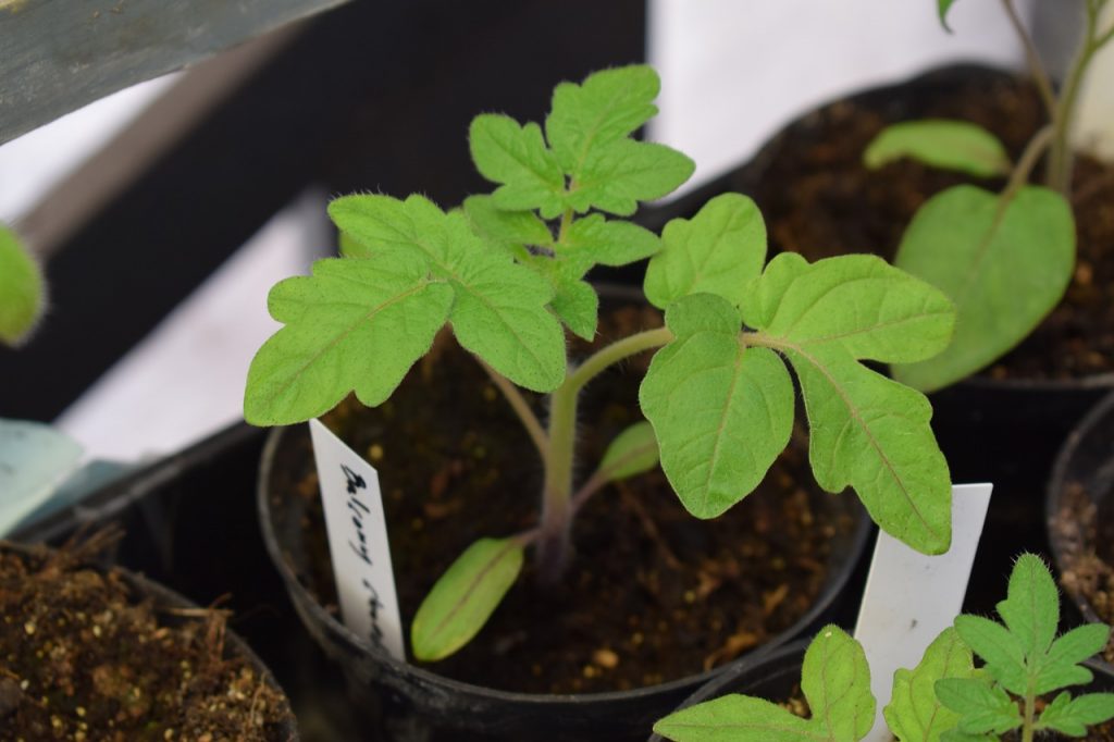 How to Grow Beefsteak Tomatoes Everyone's Favorite Tomato Garden