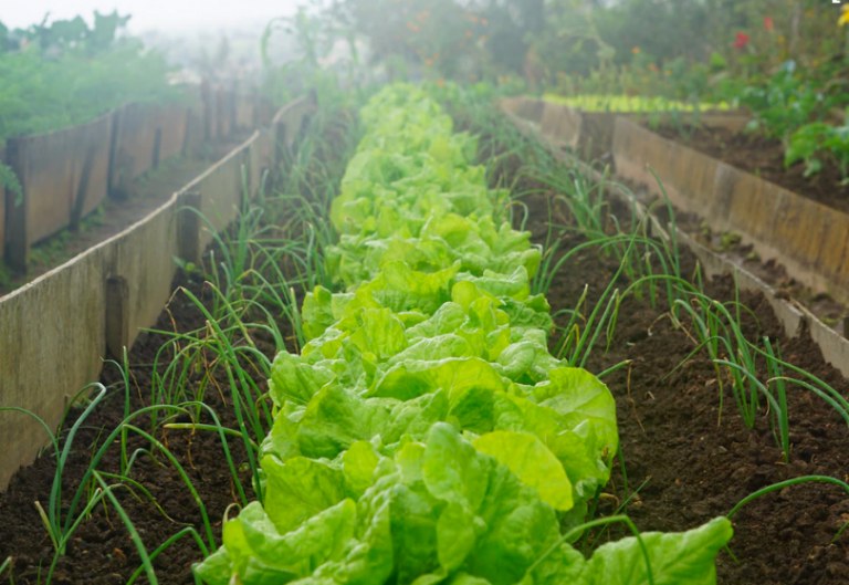 3 Essential Plants for Gardeners Who Love Garlic Chives Garden and Happy