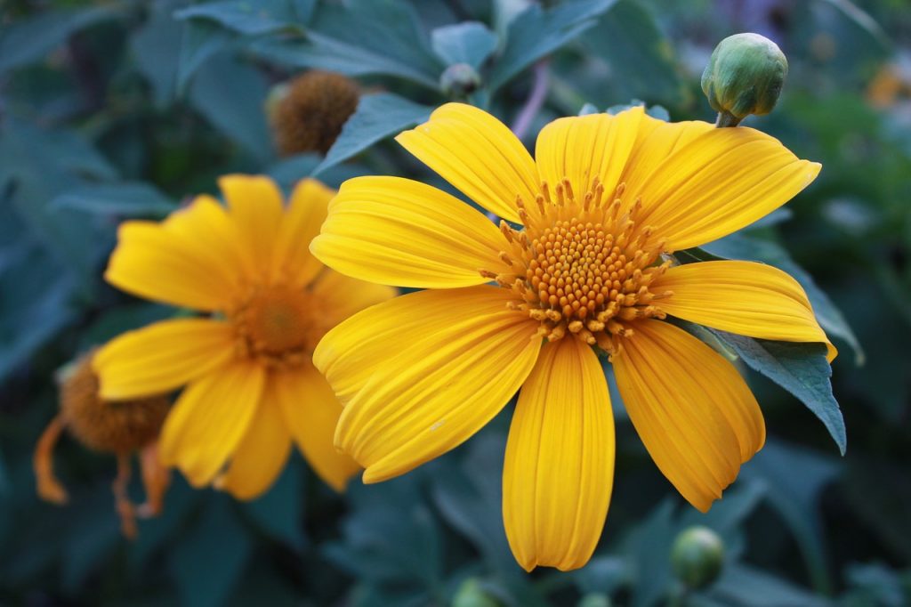 The Best Way to Grow Mexican Sunflower Plant Garden and Happy