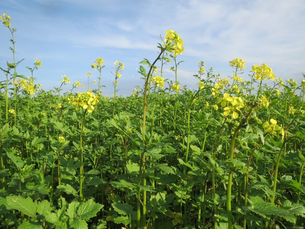 Grow a Mustard Plant as a Trap Crop and Save Your Brassicas Garden