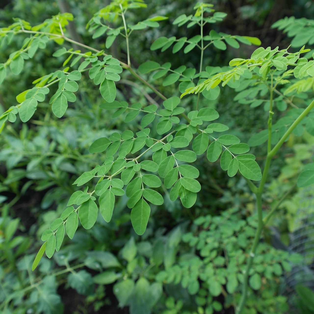 How to Grow a Drumstick Plant (Moringa) for YearRound Greens Garden