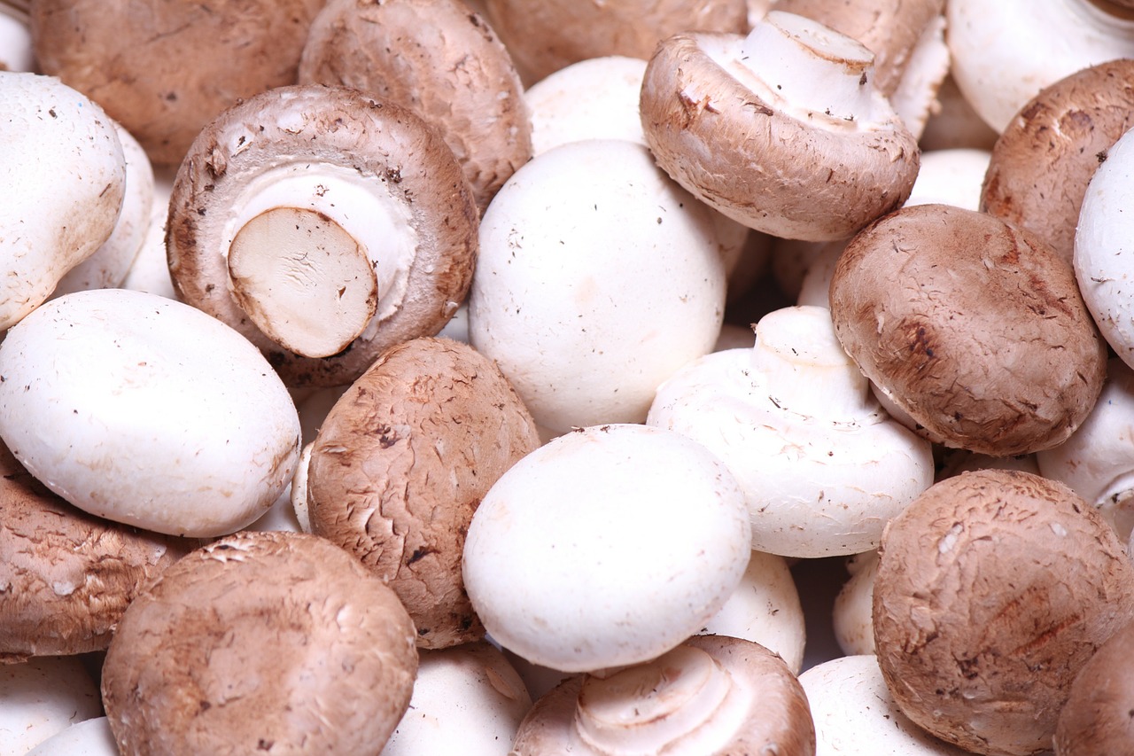 12 Of The Best Edible Mushrooms That You Can Grow At Home Garden And 12 Of The Best Edible Mushrooms That You Can Grow At Home Garden And