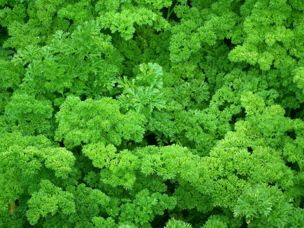 Parsley Plant Uses Beyond Just a Garnish Garden and Happy
