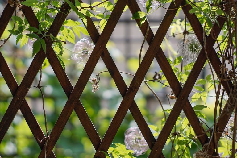 10 Stunning Vine Trellis Plants that Add New Life to Your Balcony