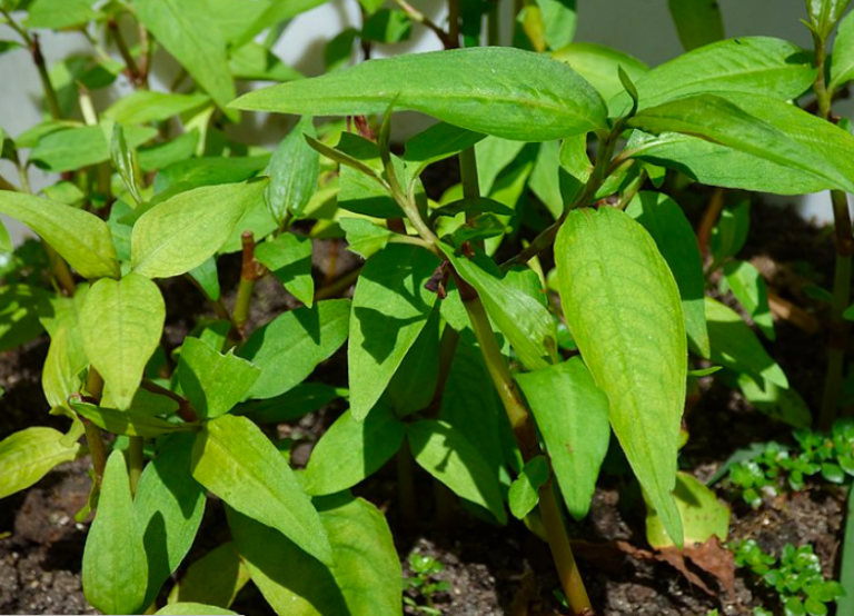 How to Grow Vietnamese Coriander in Your Garden Garden and Happy